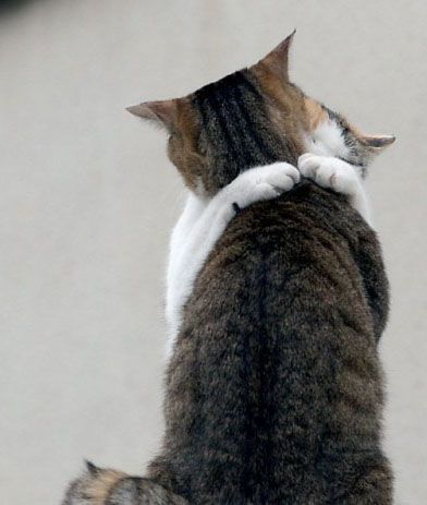savethekitties:ohwhataworld: hug mejesus christ. best. cat. thing. EVER. omg. i love thisssss